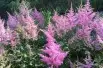 Astilbe Amerika - Jardins du Monde.be