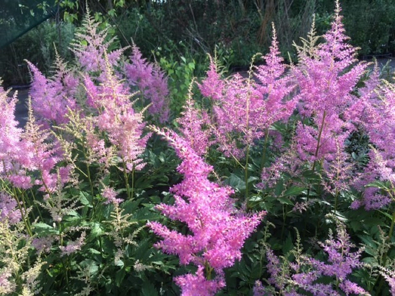 Astilbe Amerika