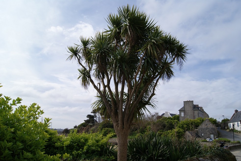 Cordyline australis - Jardins du Monde.be