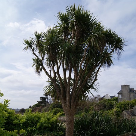 Cordyline australis - Jardins du Monde.be