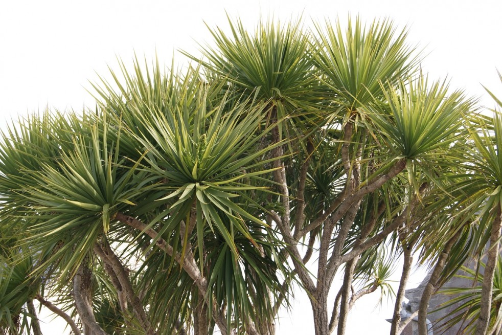 Cordyline australis - Jardins du Monde.be