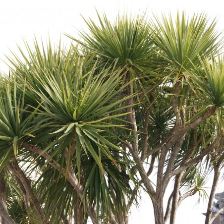 Cordyline australis - Jardins du Monde.be