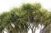 Cordyline australis - Jardins du Monde.be