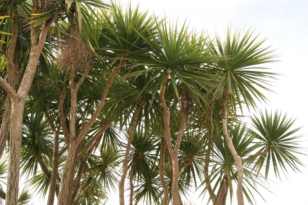 Cordyline australis - Jardins du Monde.be