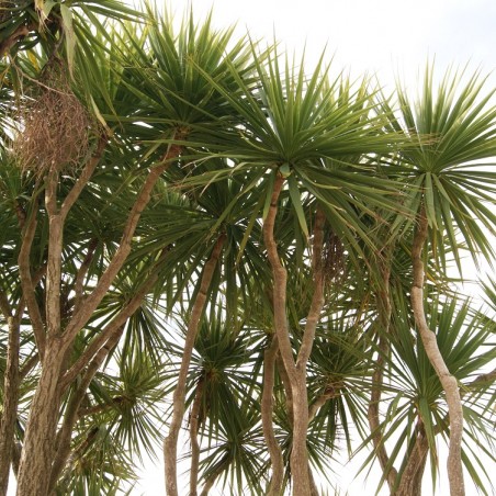 Cordyline australis - Jardins du Monde.be
