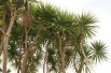 Cordyline australis - Jardins du Monde.be