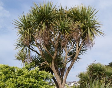 Cordyline australis - Jardins du Monde.be
