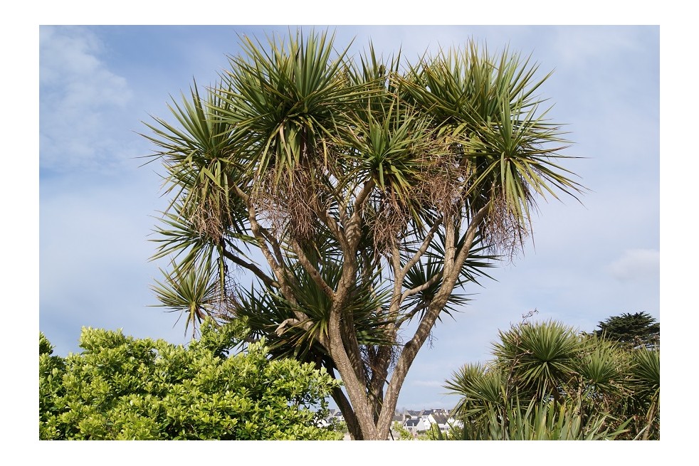 Cordyline australis - Jardins du Monde.be