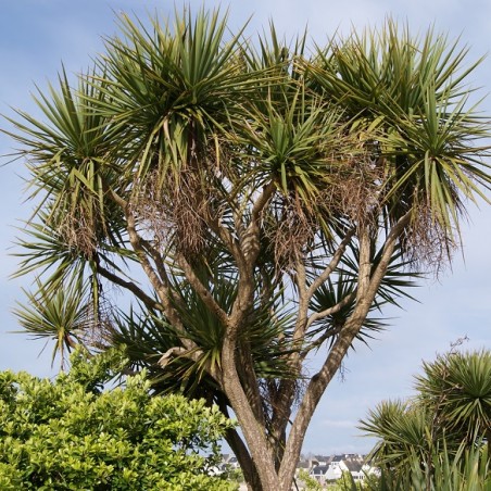 Cordyline australis - Jardins du Monde.be