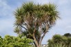 Cordyline australis - Jardins du Monde.be