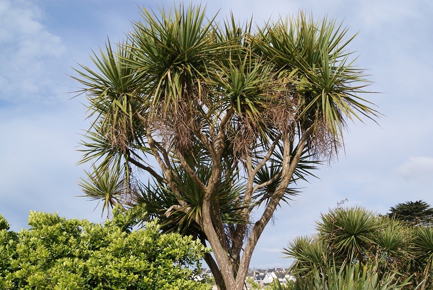 Australische keulenlilie