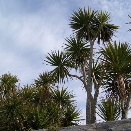 Cordyline australis - Jardins du Monde.be