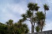 Cordyline australis - Jardins du Monde.be