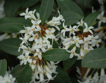 Osmanthus burkwoodii - Jardins du Monde.be