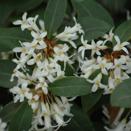 Osmanthus burkwoodii - Jardins du Monde.be