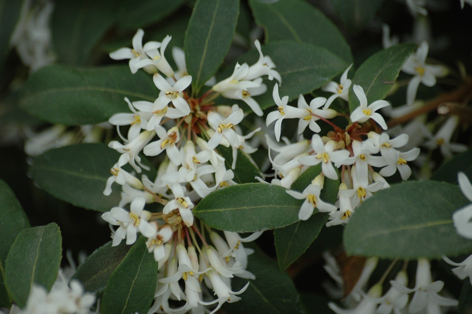Osmanthe de Burkwood - Osmanthus burkwoodii