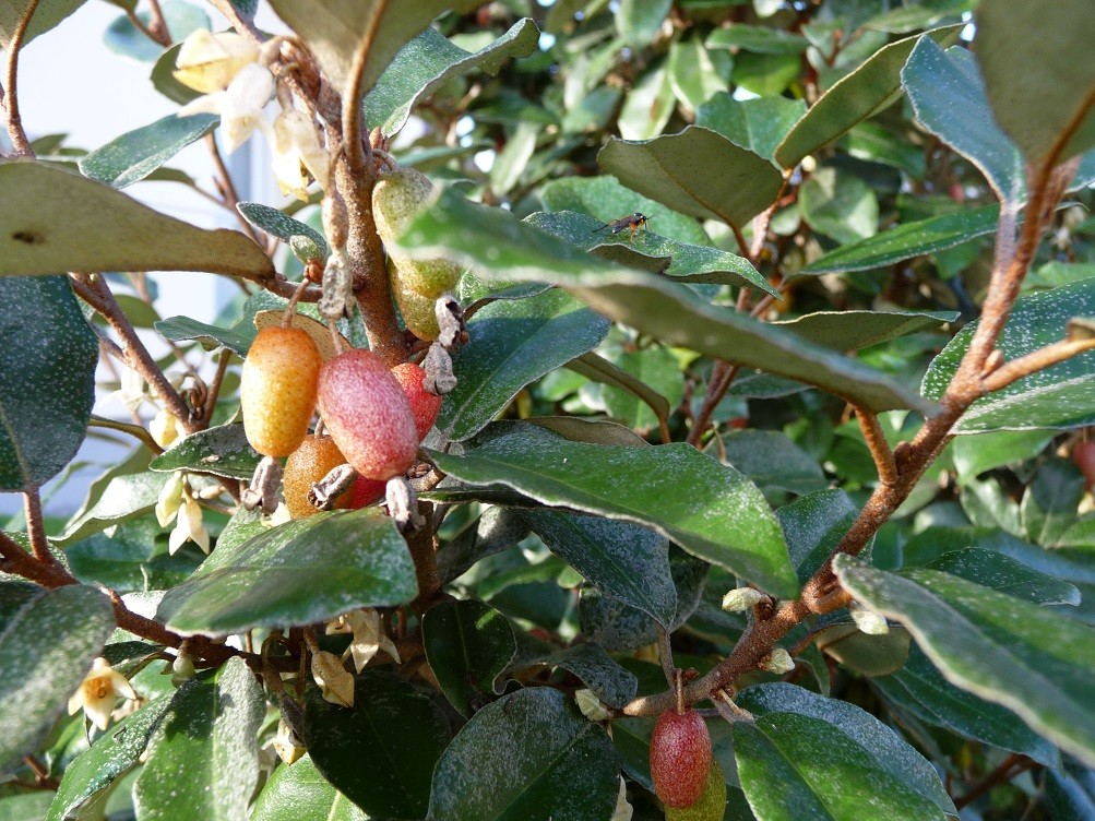Ebbinge's silverberry