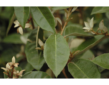 Elaeagnus ebbingei - Jardins du Monde.be
