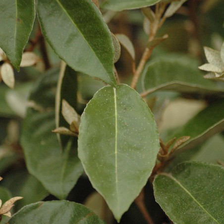 Elaeagnus ebbingei - Jardins du Monde.be