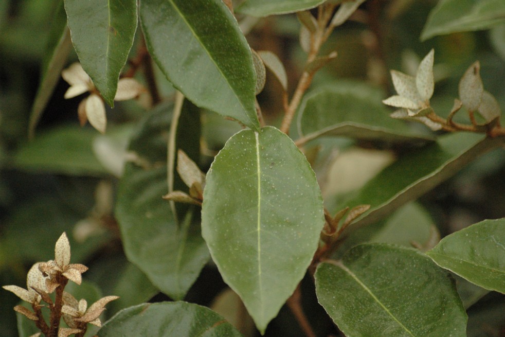 Elaeagnus ebbingei Compacta