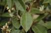Elaeagnus ebbingei Compacta