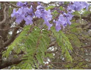 Jacaranda mimosifolia - Wicki, Public domain, via Wikimedia Commons
