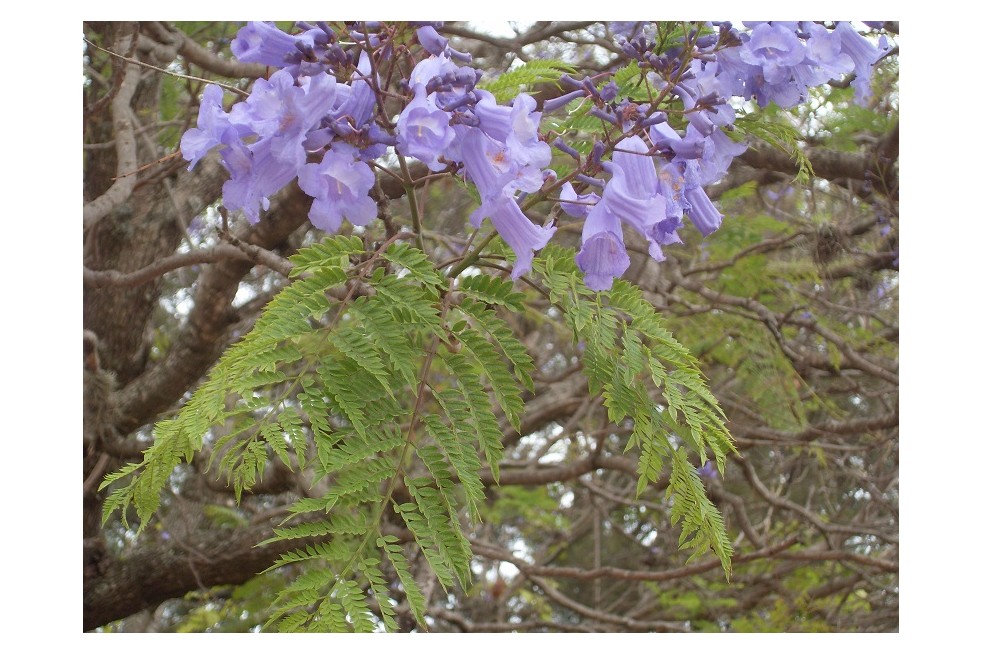 Jacaranda mimosifolia - Wicki, Public domain, via Wikimedia Commons