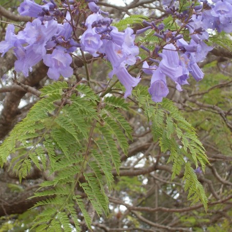 Jacaranda mimosifolia - Wicki, Public domain, via Wikimedia Commons