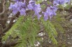 Jacaranda mimosifolia - Wicki, Public domain, via Wikimedia Commons