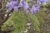 Jacaranda mimosifolia - Wicki, Public domain, via Wikimedia Commons