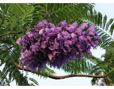 Jacaranda mimosifolia - Bishnu Sarangi, CC0, via Wikimedia Commons