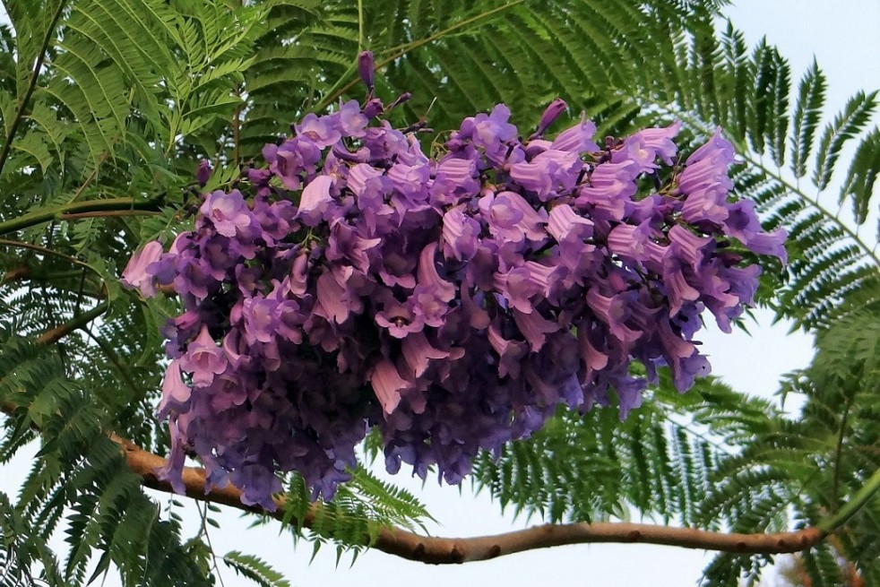 Jacaranda mimosifolia - Bishnu Sarangi, CC0, via Wikimedia Commons