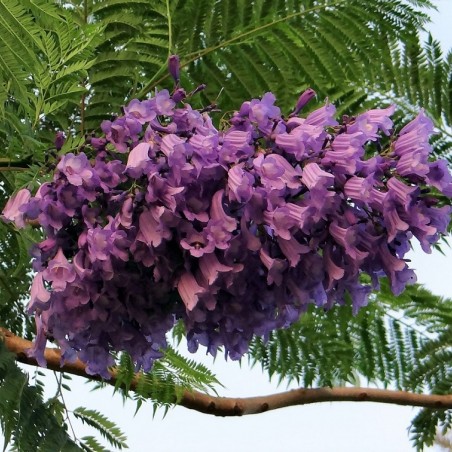 Jacaranda mimosifolia - Bishnu Sarangi, CC0, via Wikimedia Commons