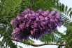 Jacaranda mimosifolia - Bishnu Sarangi, CC0, via Wikimedia Commons