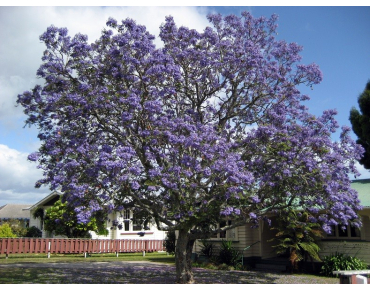 Jacaranda mimosifolia - Kahuroa, Public domain, via Wikimedia Commons
