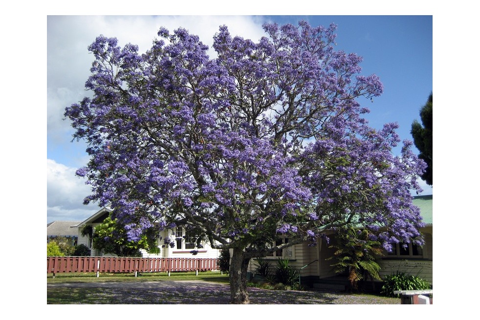 Jacaranda mimosifolia - Kahuroa, Public domain, via Wikimedia Commons