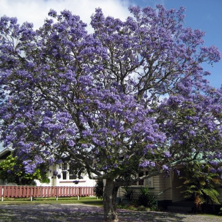 Jacaranda mimosifolia - Kahuroa, Public domain, via Wikimedia Commons