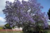 Jacaranda mimosifolia - Kahuroa, Public domain, via Wikimedia Commons