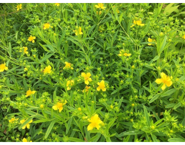 Hypericum kalmianum - Jardins du Monde.be