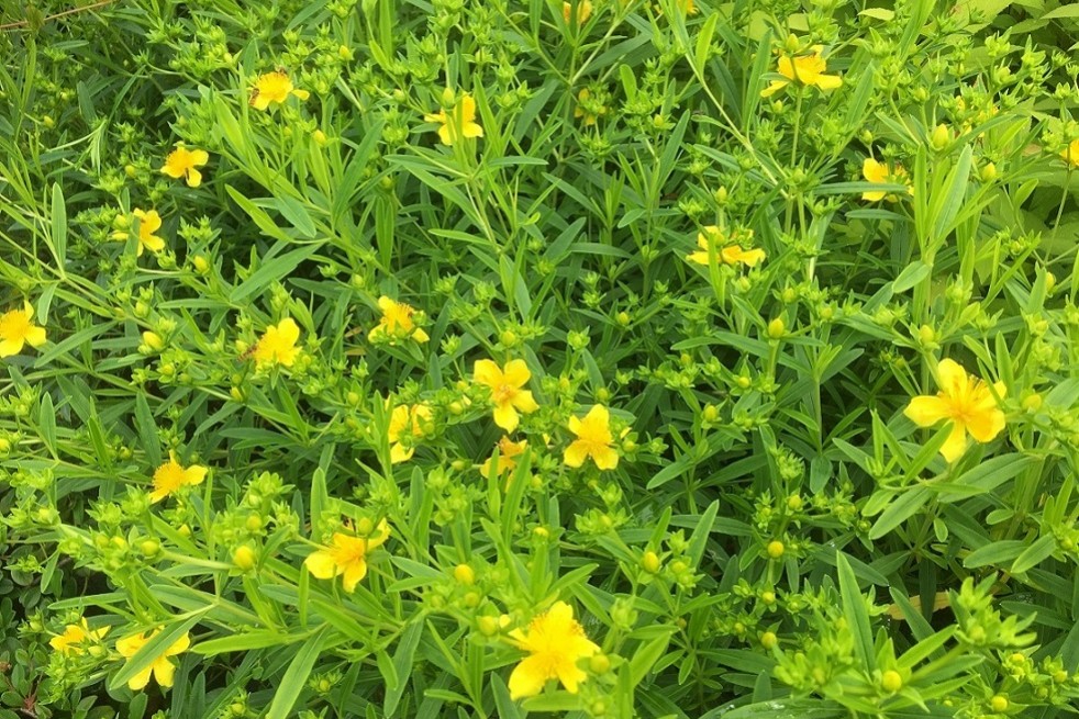 Hypericum kalmianum - Jardins du Monde.be