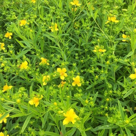 Kanadisches Johanniskraut - Hypericum kalmianum
