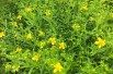Hypericum kalmianum - Jardins du Monde.be