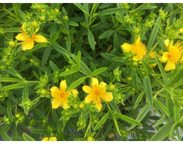 Hypericum kalmianum - Jardins du Monde.be