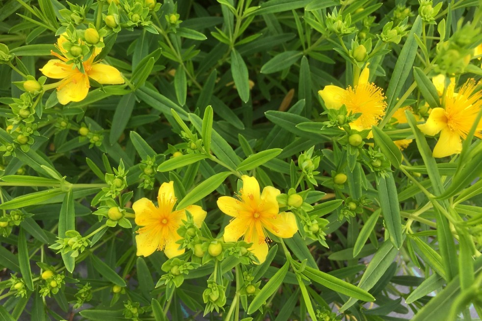 Hypericum kalmianum - Jardins du Monde.be