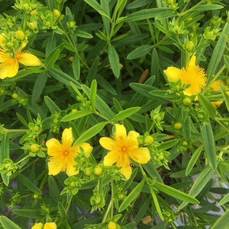 Kanadisches Johanniskraut - Hypericum kalmianum