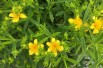 Hypericum kalmianum - Jardins du Monde.be