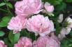 Rosa The Fairy - Jardins du Monde.be