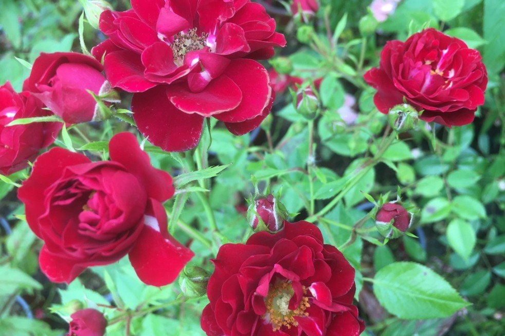 Rosa Rote The Fairy Jardins du Monde.be