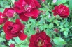 Rosa Rote The Fairy Jardins du Monde.be