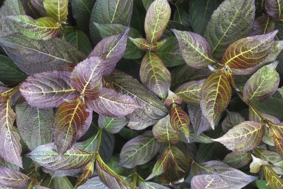 Weigela florida Ebony and Ivory® - Jardins du Monde.be